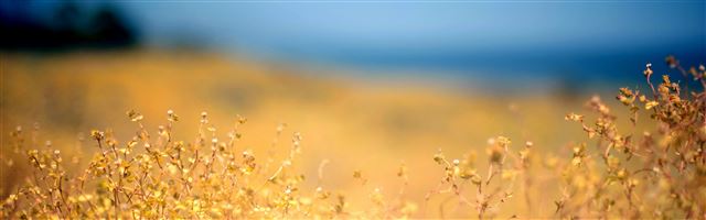 3840x1200 Weeds bokeh - grass iPhone Panoramic Wallpaper