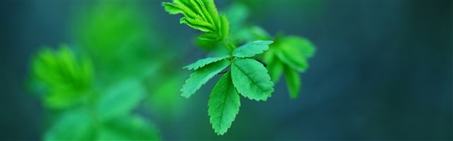 3840x1200 Green Spring Leaves - plant iPhone Panoramic Wallpaper