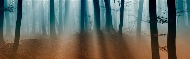 3840x1200 Autumn Forest  - tree iPhone Panoramic Wallpaper