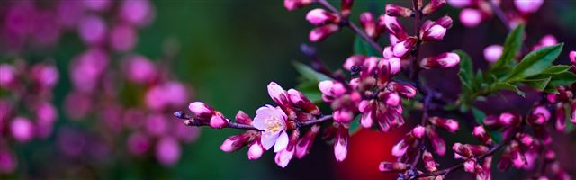 3840x1200 Pink Buds - leaf iPhone Panoramic Wallpaper
