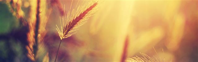 3840x1200 Ear - plant iPhone Panoramic Wallpaper