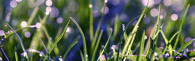 3840x1200 Grass With Morning Dew - plant iPhone Panoramic Wallpaper