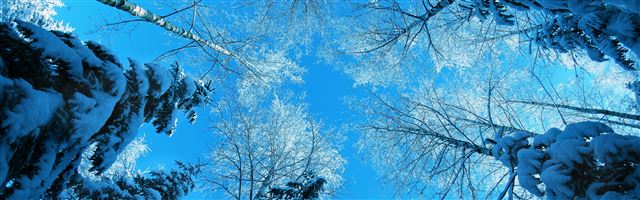 3840x1200 Tree Tops And Blue Sky - snow iPhone Panoramic Wallpaper