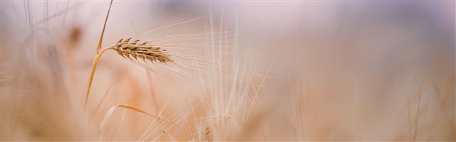 3840x1200 Wheat Spike Summer - plant iPhone Panoramic Wallpaper