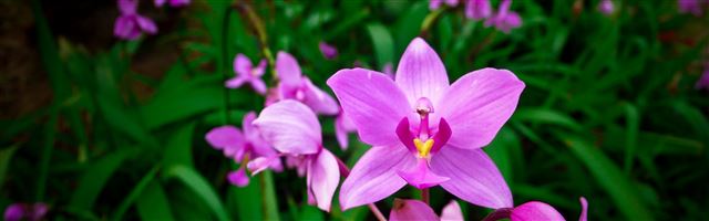 3840x1200 Orchid - plant iPhone Panoramic Wallpaper