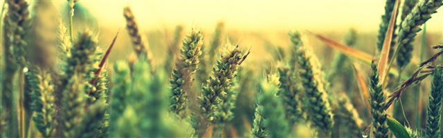3840x1200 Ripe Wheat - plant iPhone Panoramic Wallpaper
