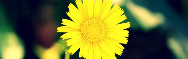 3840x1200 Yellow Flower - flower iPhone Panoramic Wallpaper