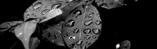 3840x1200 Morning Dew - water iPhone Panoramic Wallpaper