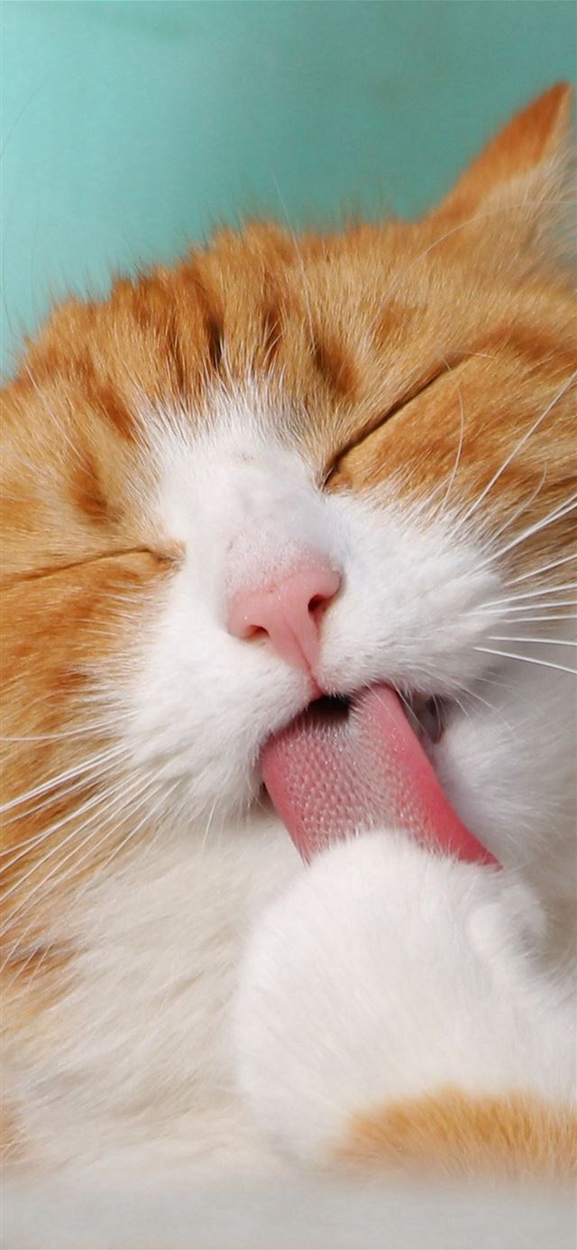 1125x2436 Happy Cat Animal Cute Smile -  iPhone 11 Wallpaper