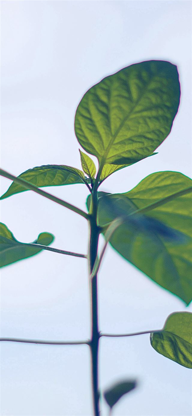 1125x2436 Flower Leaf Green Simple Minimal Nature -  iPhone 11 Wallpaper