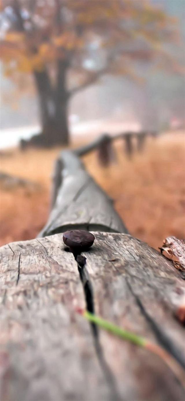 1125x2436 Nail On Wooden Fenece Bokeh Blur -  iPhone 11 Wallpaper