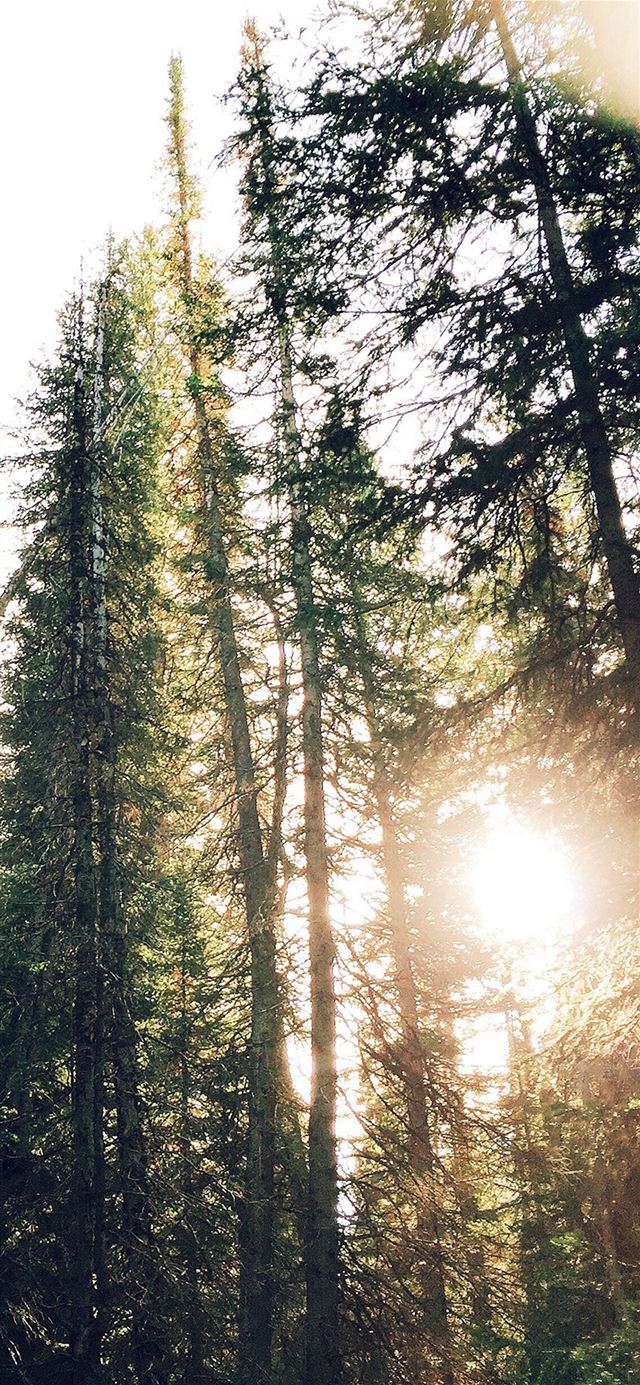 1125x2436 Tree Sunshine Nature -  iPhone 11 Wallpaper