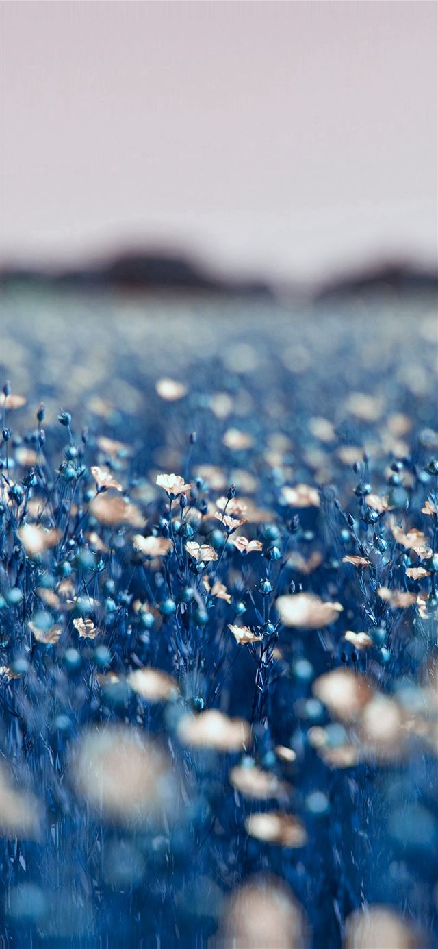 1125x2436 Field Blue Cosmos Flower Spring Nature - flower iPhone 11 Wallpaper