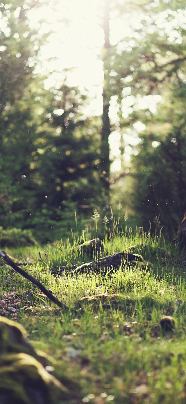 1125x2436 Forest -  iPhone 11 Wallpaper