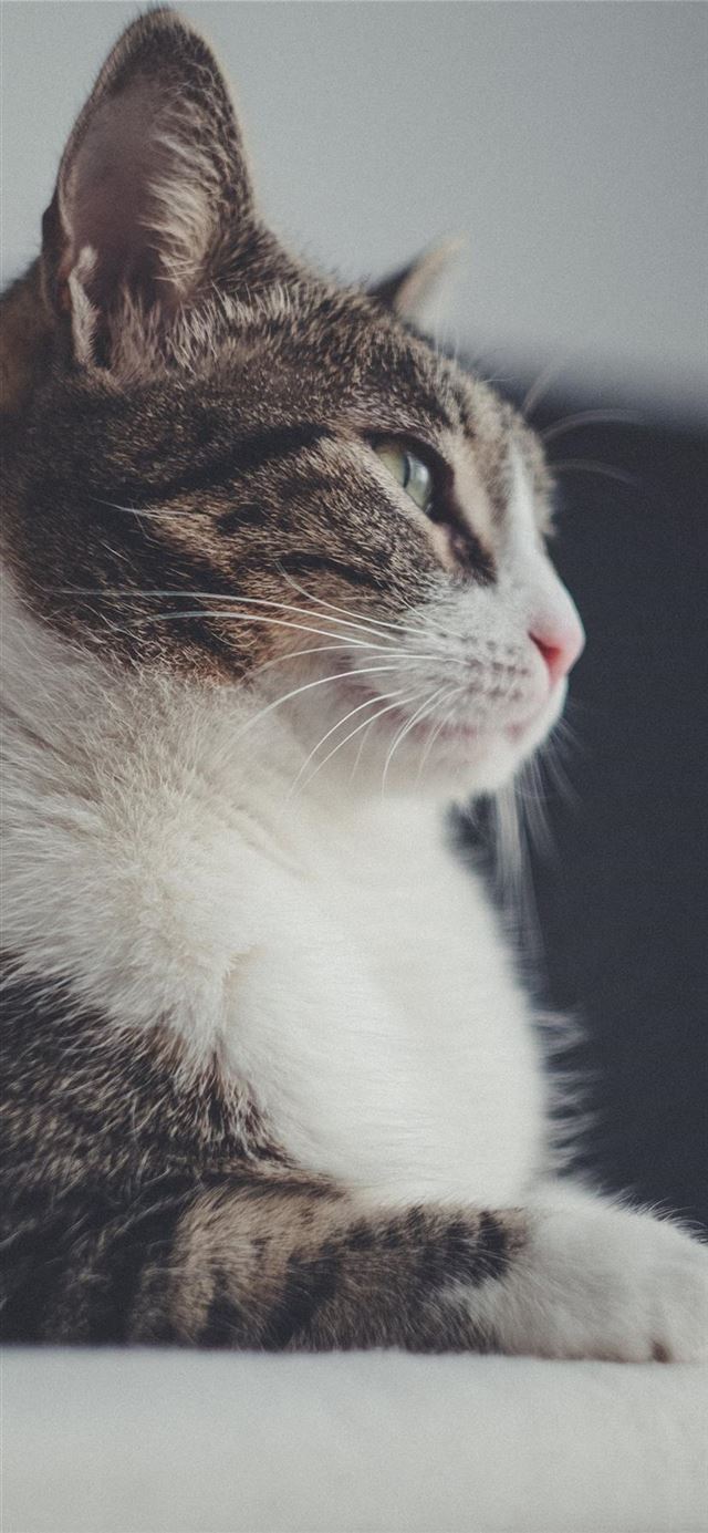 1125x2436 cat - portrait iPhone 11 Wallpaper
