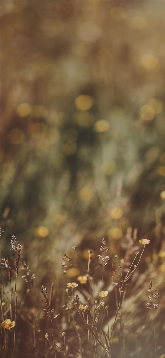 1125x2436 Buttercups  countryside  meadow  wildflowers -  iPhone 11 Wallpaper