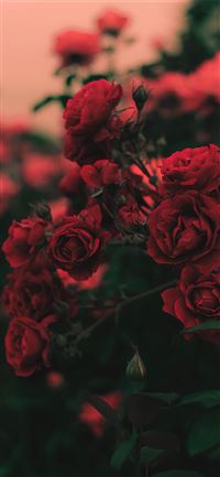 Best Rose iPhone 11 HD Wallpapers - iLikeWallpaper