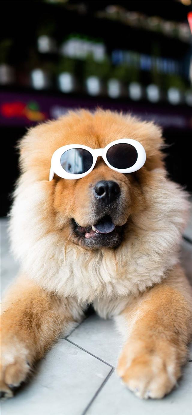 1125x2436 Clout Doggo -  iPhone 11 Wallpaper