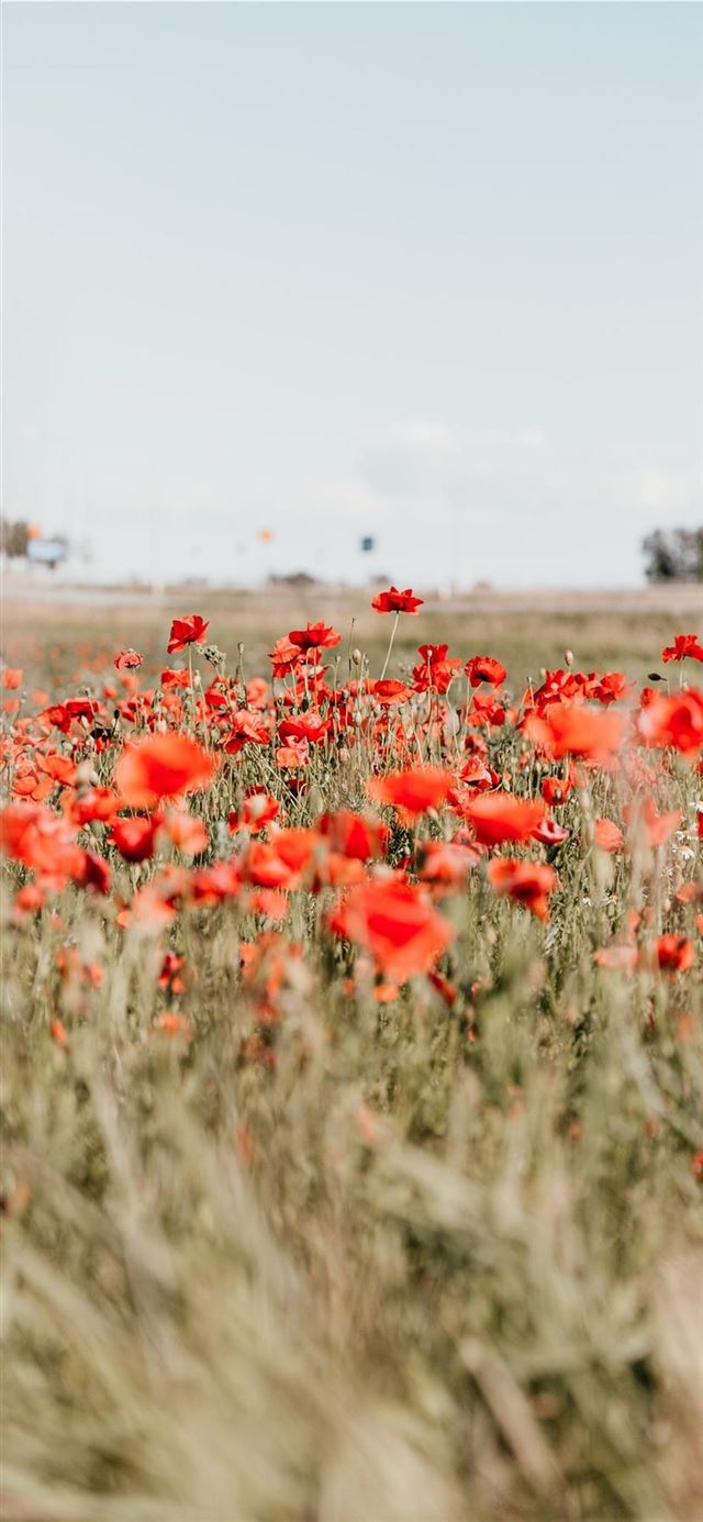 1125x2436 Through The Poppy Field - field iPhone 11 Wallpaper