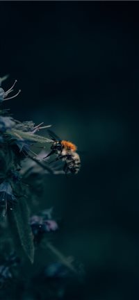 A Bumblebee Unlocks a Flower’s Hidden Treasure iPhone 11 wallpaper