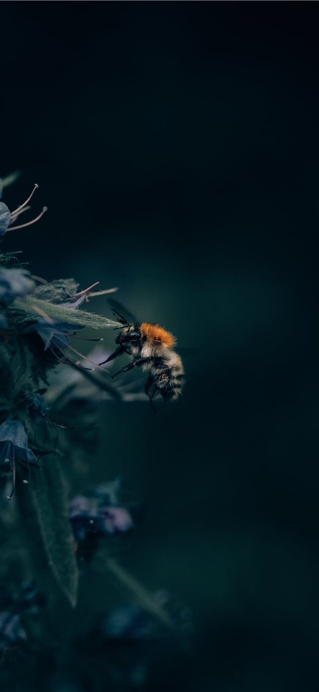 1125x2436 A Bumblebee Unlocks a Flower’s Hidden Treasure - macro iPhone 11 Wallpaper