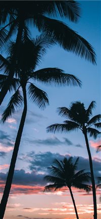 Palm Trees in Paradise iPhone 11 wallpaper