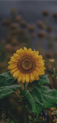 sunflower iPhone 11 wallpaper