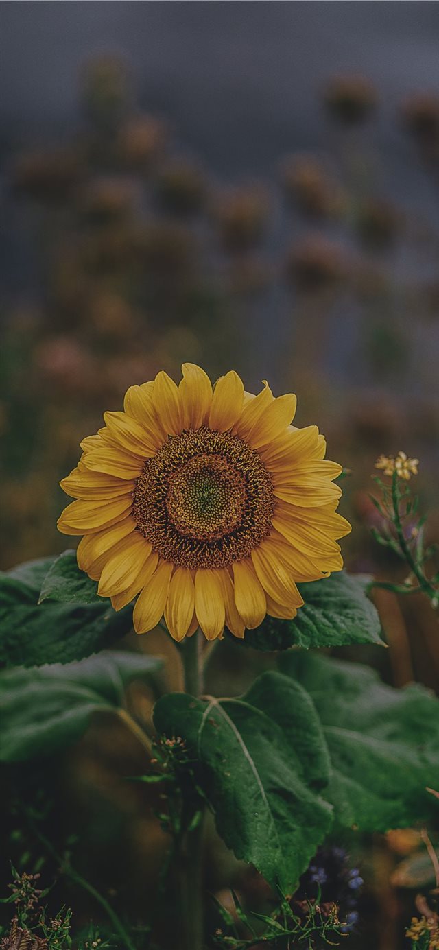 1125x2436 sunflower - sunflower iPhone 11 Wallpaper
