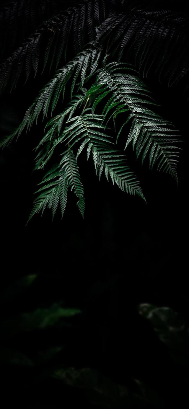 1125x2436 Fuego - plant iPhone 11 Wallpaper
