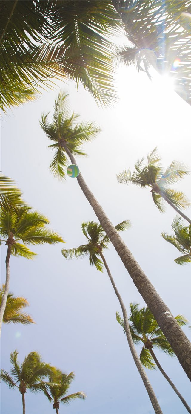 1125x2436 Summer Fun -  iPhone 11 Wallpaper
