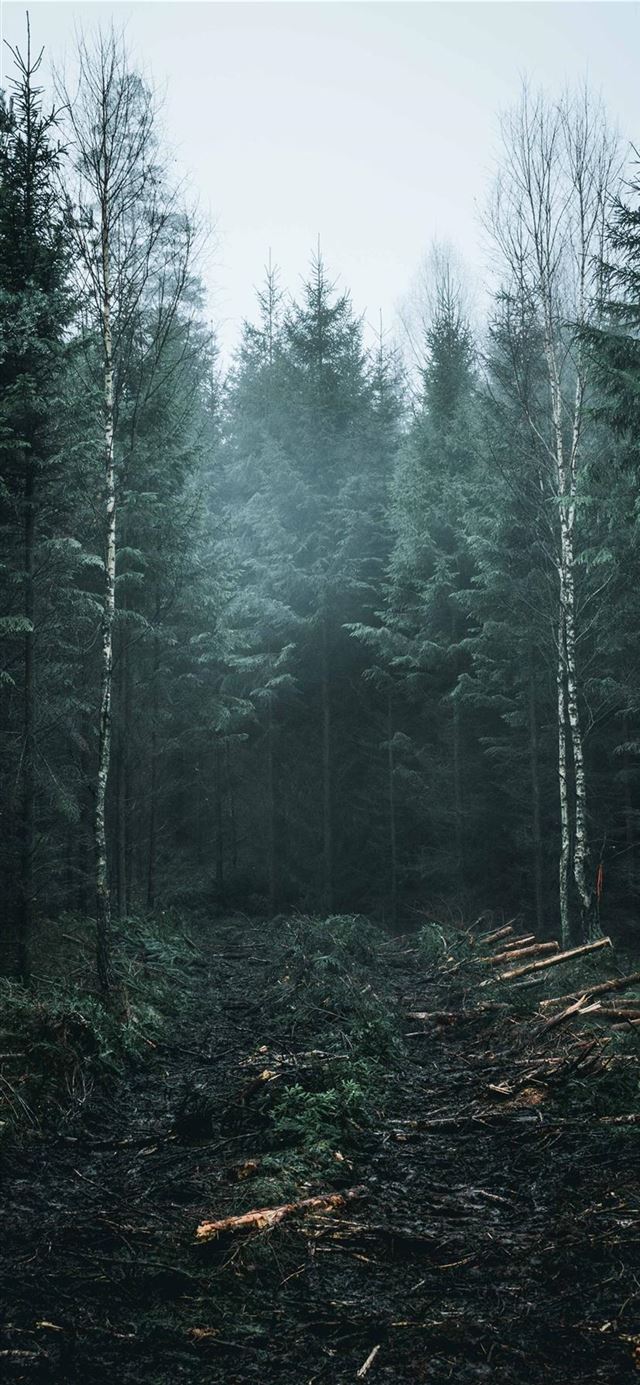 1125x2436 Crisp - fog iPhone 11 Wallpaper
