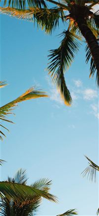 Best Palm tree iPhone 11 HD Wallpapers - iLikeWallpaper