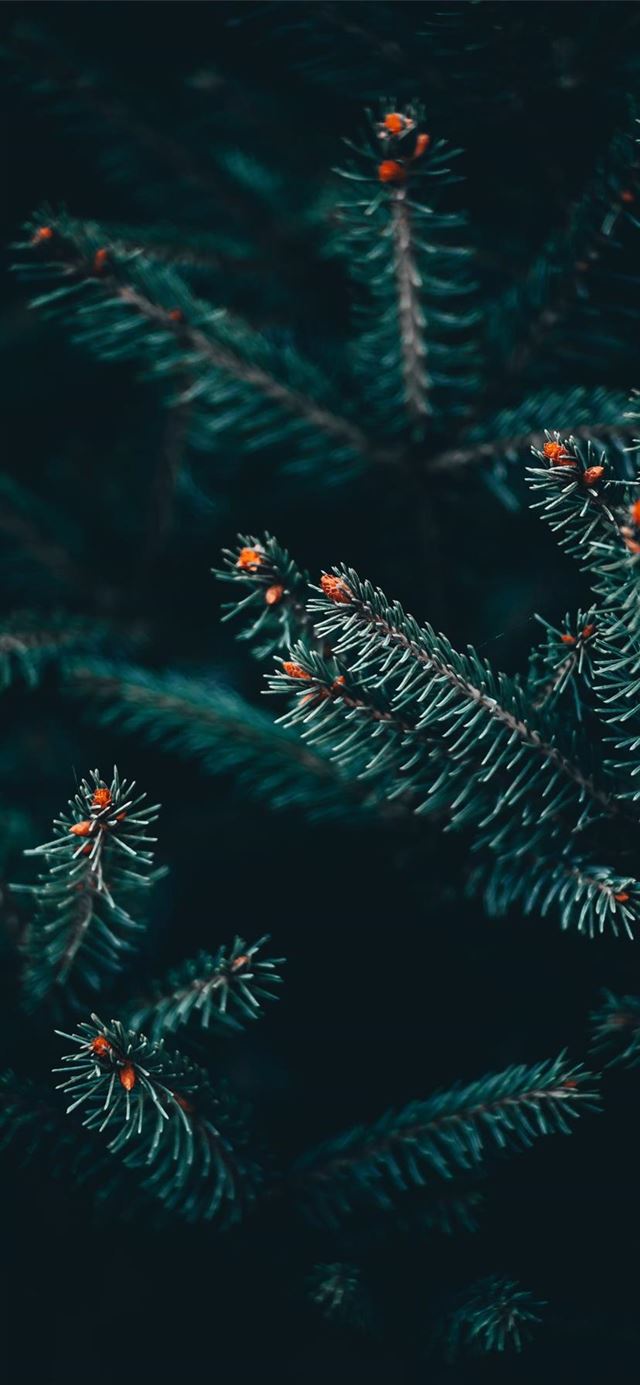 1125x2436 Serbia -  iPhone 11 Wallpaper