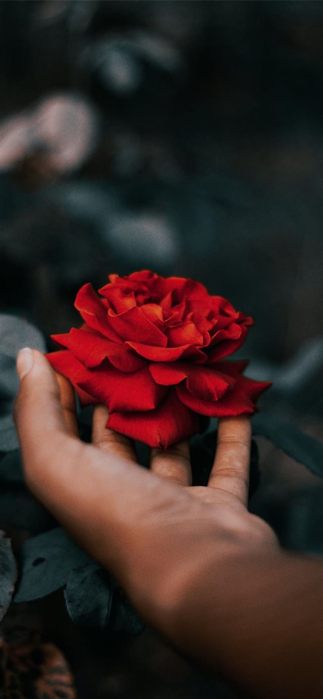 1125x2436 rose - hand iPhone 11 Wallpaper
