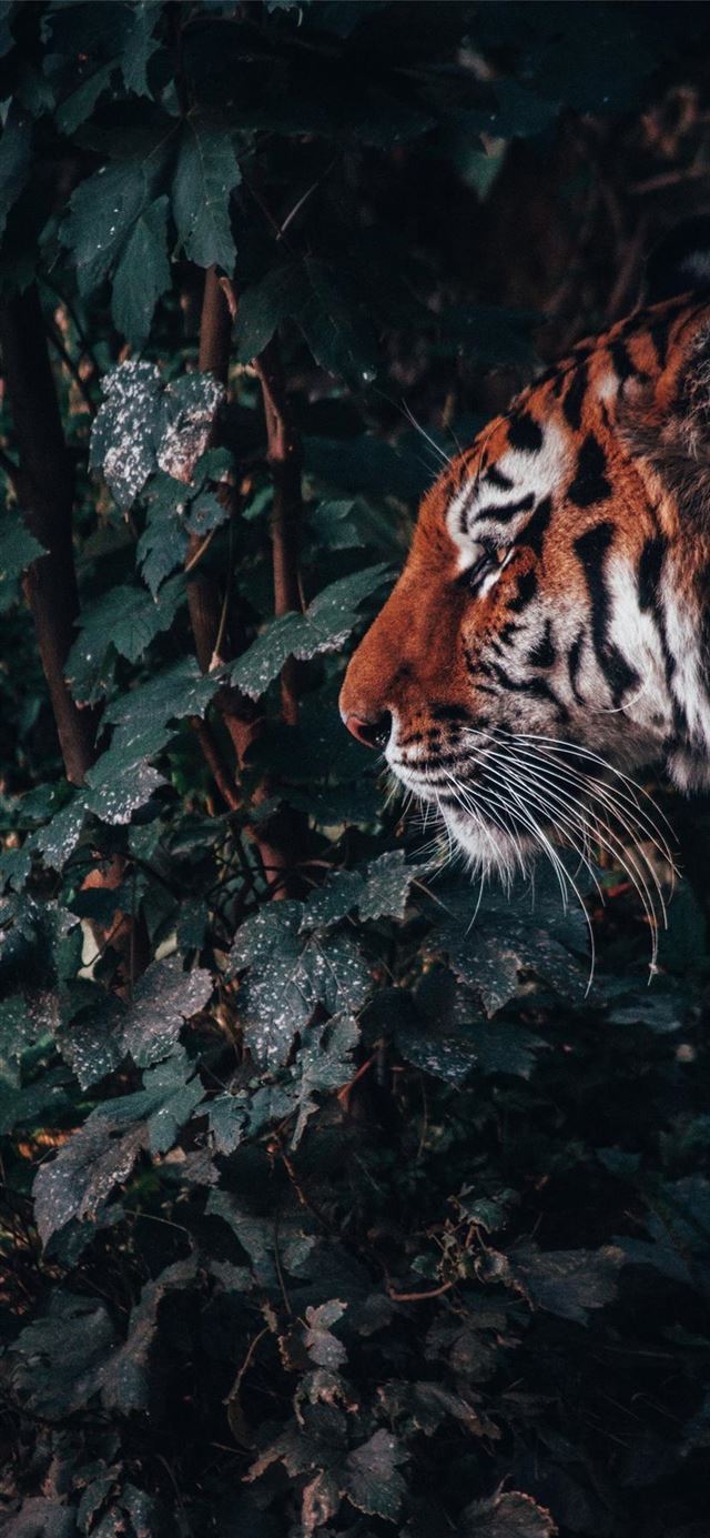 1125x2436 The beast in the jungle -  iPhone 11 Wallpaper