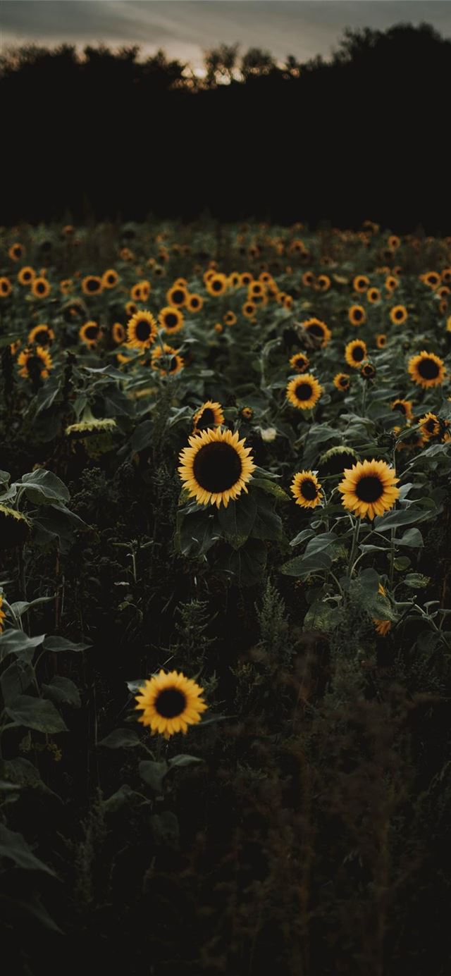 1125x2436 The road to freedom is bordered with sunflowers  -  iPhone 11 Wallpaper