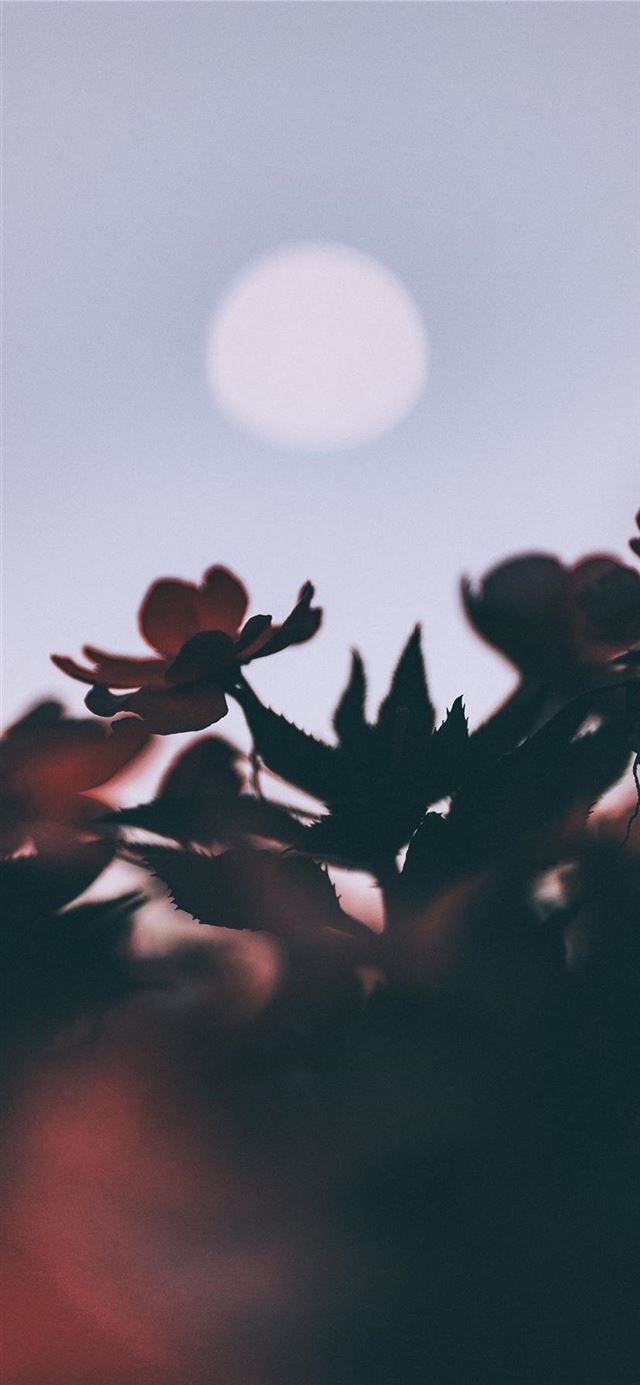 1125x2436 Oleander and moon - plant iPhone 11 Wallpaper