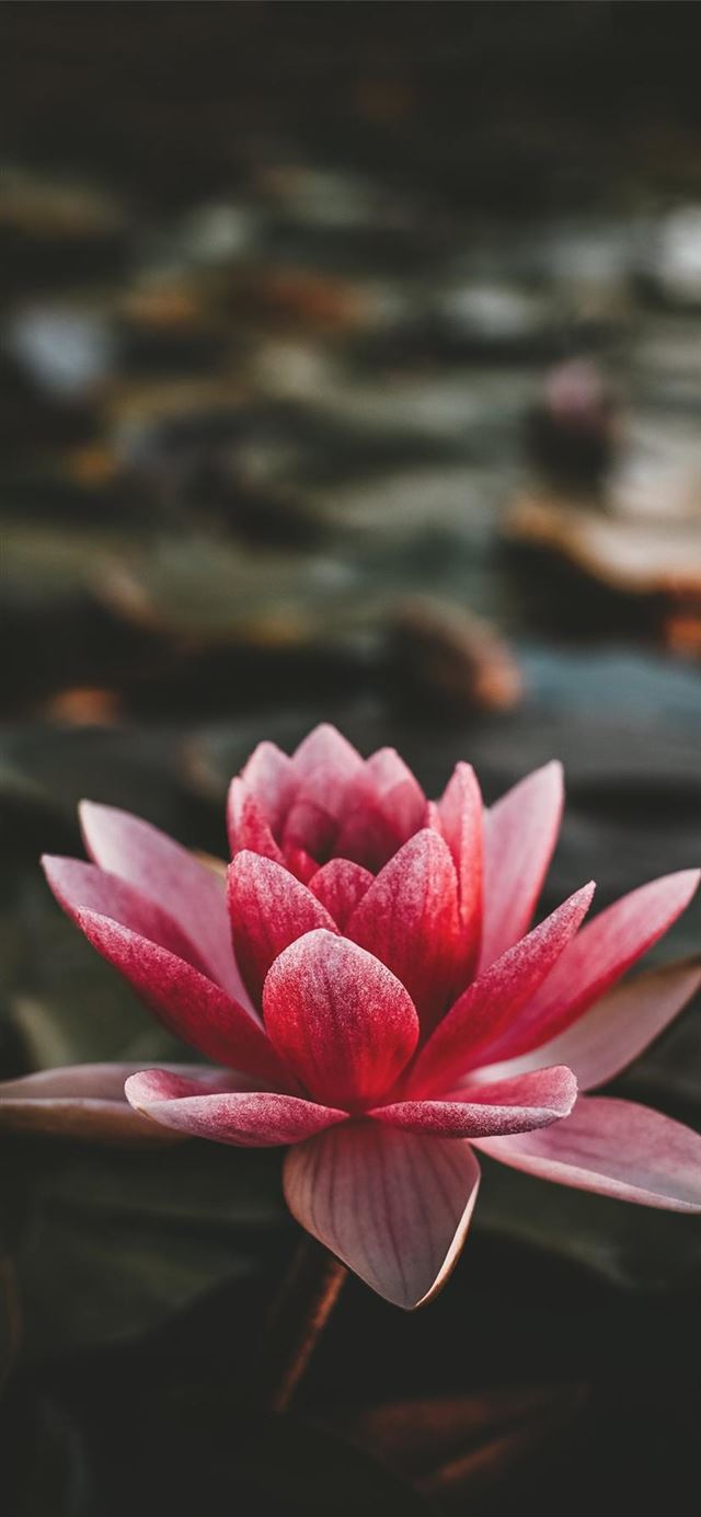 1125x2436 Om Mani Padme Hum -  iPhone 11 Wallpaper