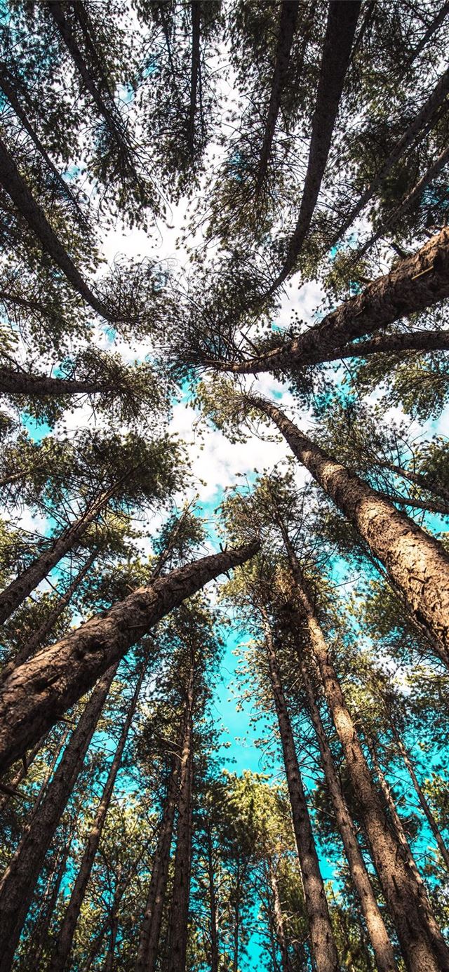 1125x2436 Looking up -  iPhone 11 Wallpaper