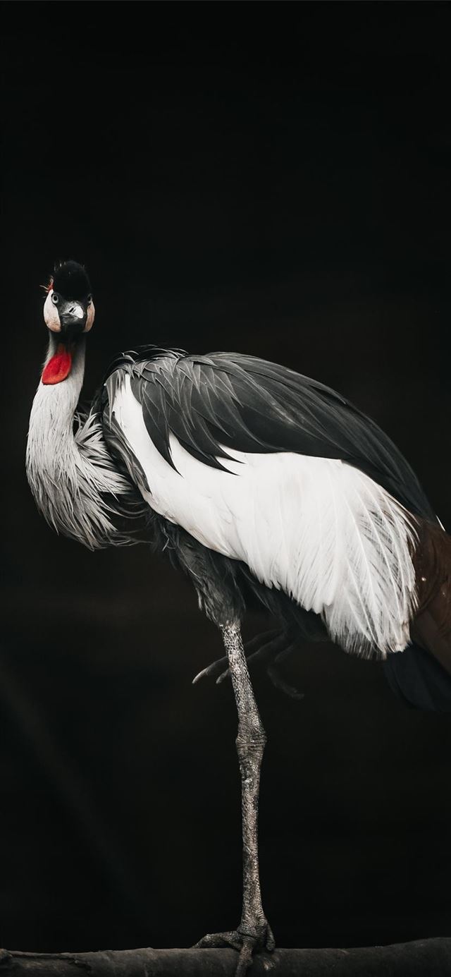 1125x2436 Touch of red -  iPhone 11 Wallpaper