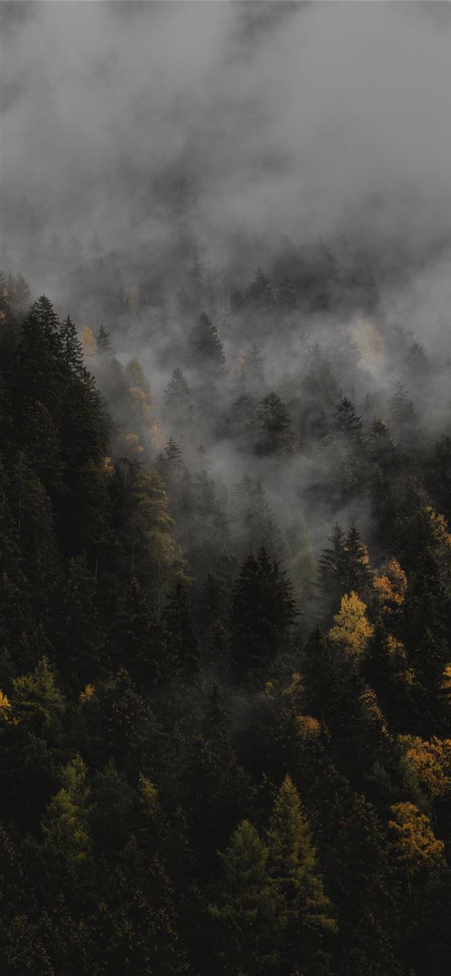 1125x2436 The autumn -  iPhone 11 Wallpaper