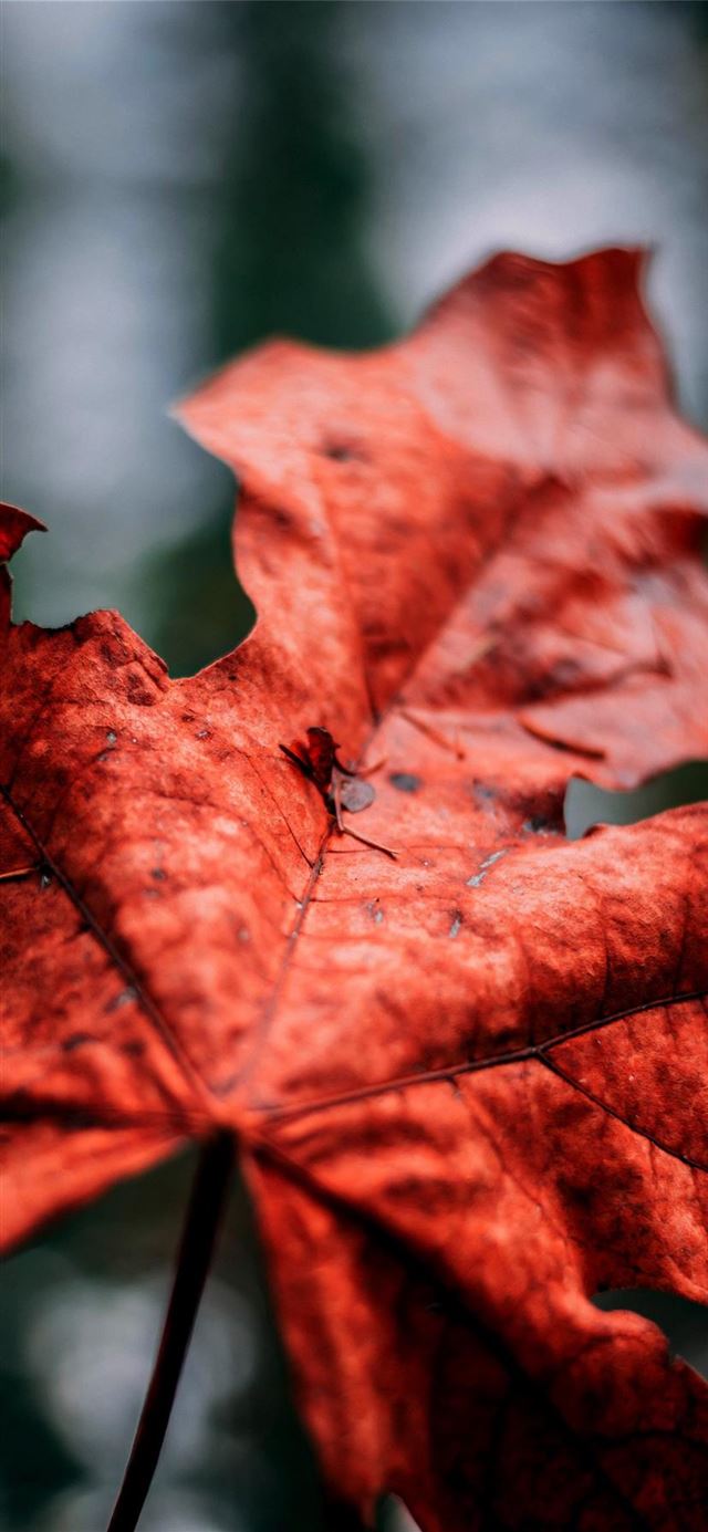 1125x2436 leaf - pattern iPhone 11 Wallpaper
