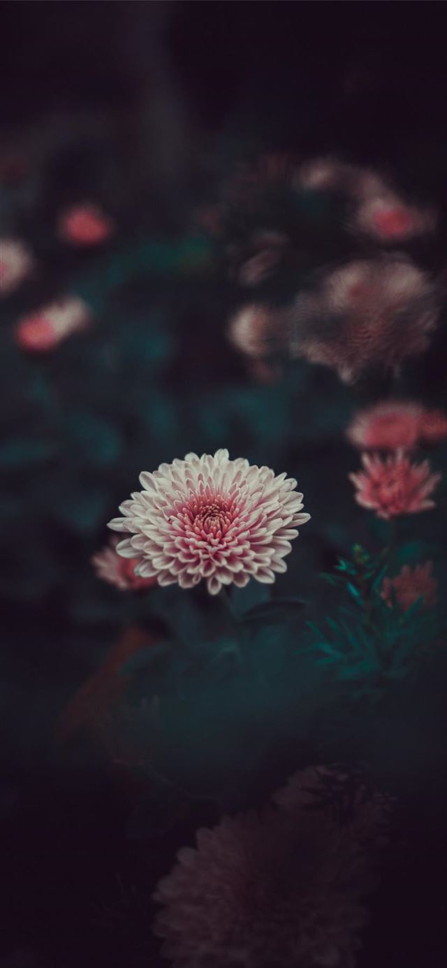 1125x2436 close up - macro iPhone 11 Wallpaper