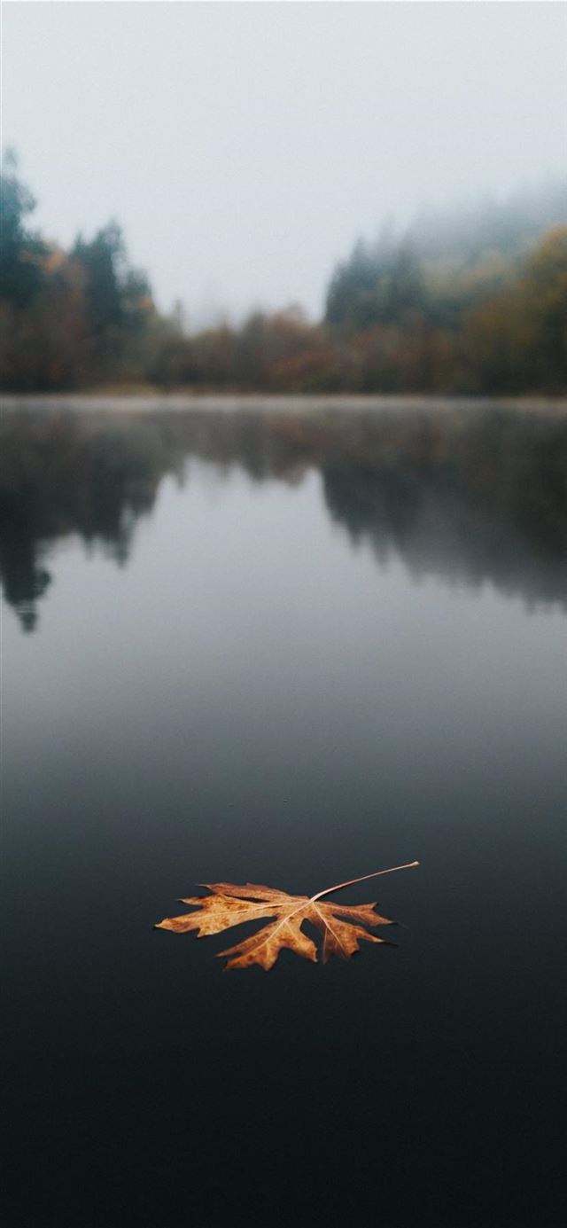 1125x2436 Floating - leaf iPhone 11 Wallpaper