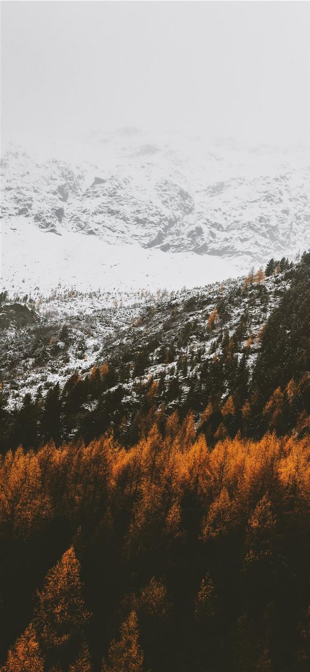 1125x2436 Orange white - fall iPhone 11 Wallpaper