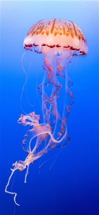 Jellyfish Exotica iPhone 11 wallpaper