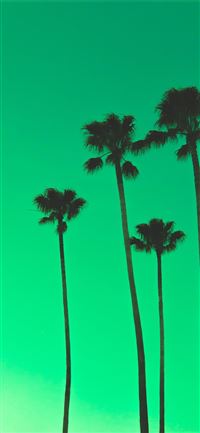 four palm trees iPhone 11 wallpaper