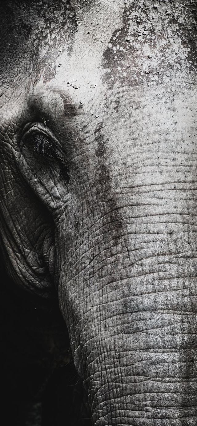1125x2436 Saved from humanity - portrait iPhone 11 Wallpaper