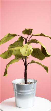 Ficus plant from Felt iPhone 11 wallpaper