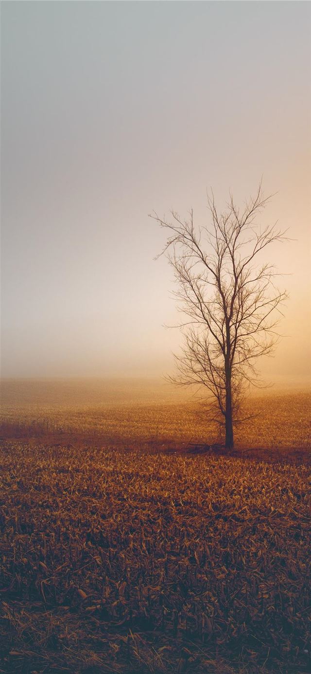 1125x2436 Foggy Winter Morning - fog iPhone 11 Wallpaper